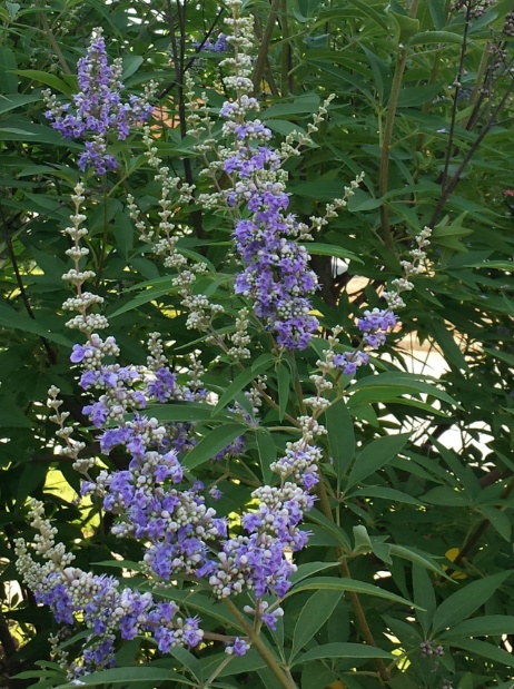 20150611_183919.jpg