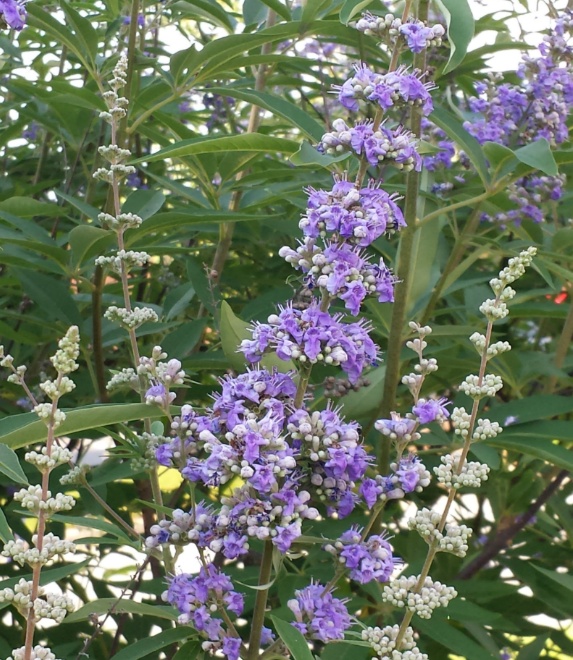 20150611_183218.jpg