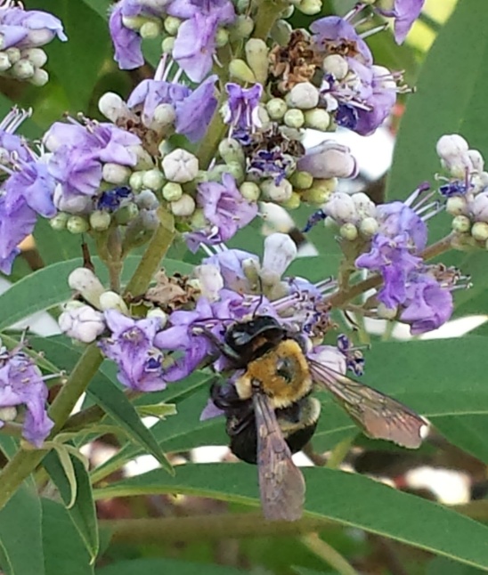 20150611_183330.jpg