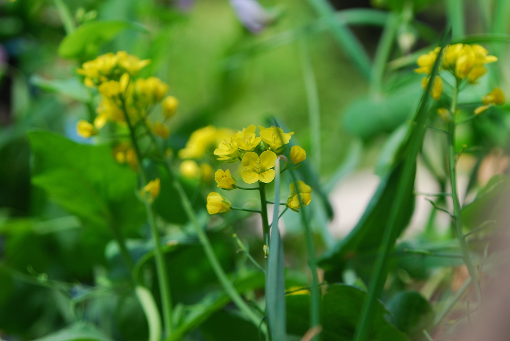 160423금정산_칠이DSC_0050_628 (1).jpg