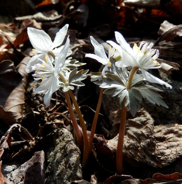 왕방산_(37).jpg
