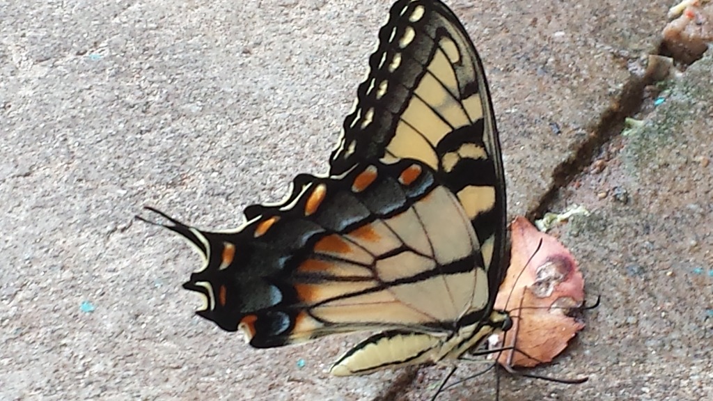 20150810_170842.jpg
