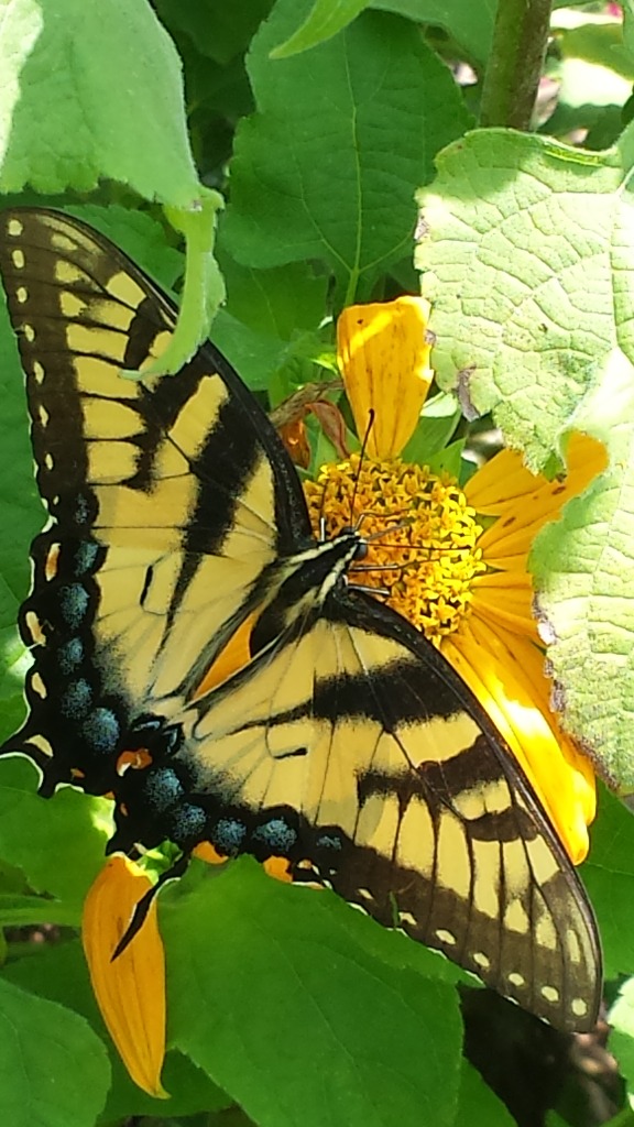 20150813_141722.jpg