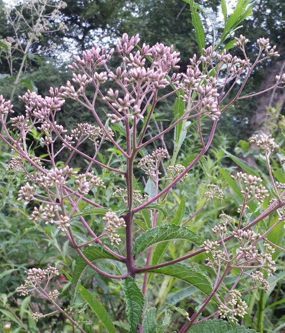 20150806_181840.jpg