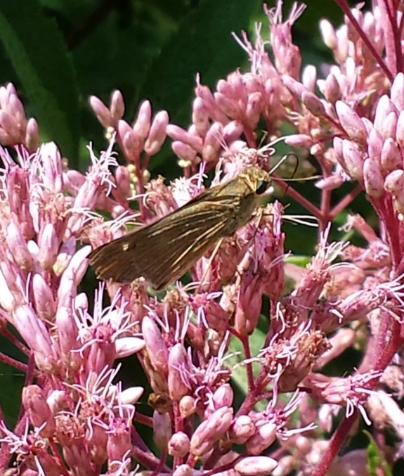 20150813_161320.jpg