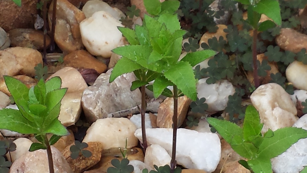 20150407_100329.jpg