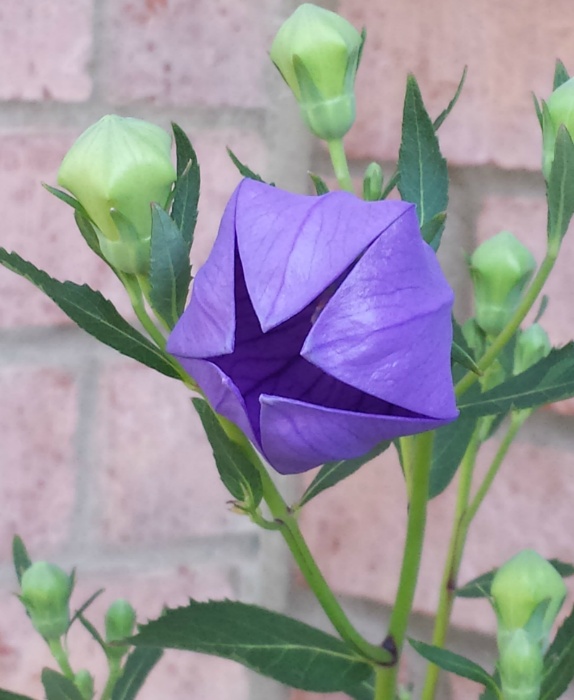20150605_093525.jpg