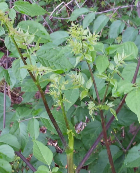 20150519_190910.jpg
