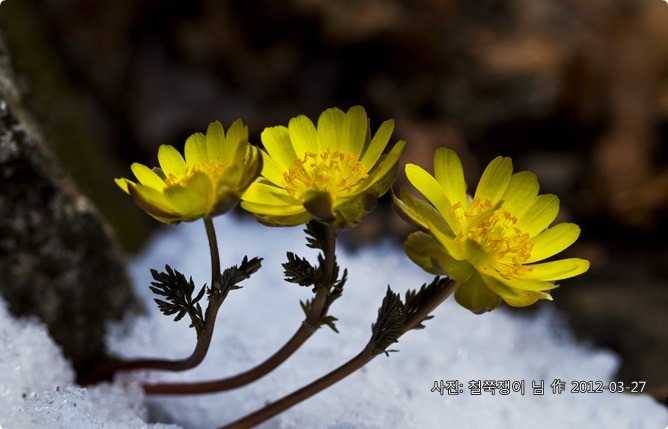 복수초-25.jpg