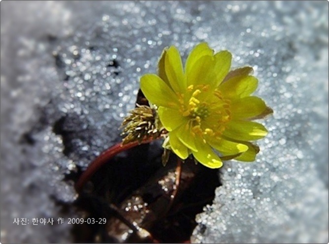 복수초-4.jpg