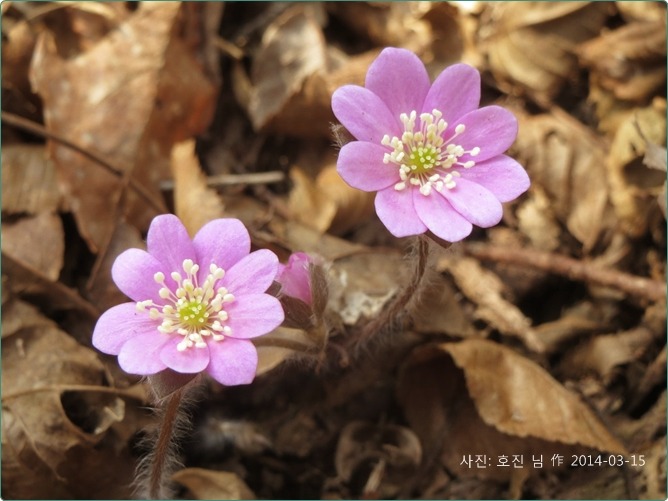 노루귀-23.jpg