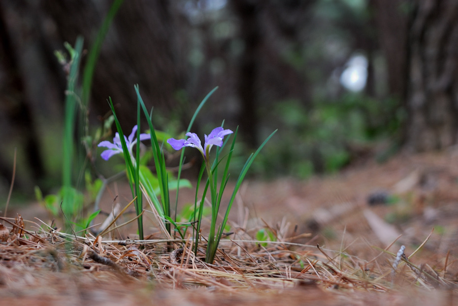 160410_금정산_DSC_0019_346 (1).jpg