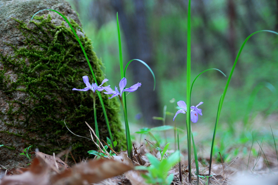 160410_금정산_DSC_0042_314.jpg